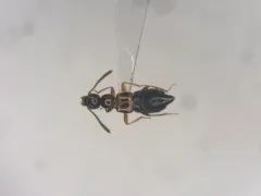 Apocellus sphaericollis thumbnail 1