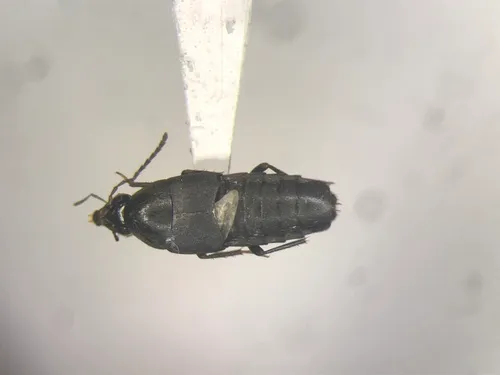 Gymnusa atra