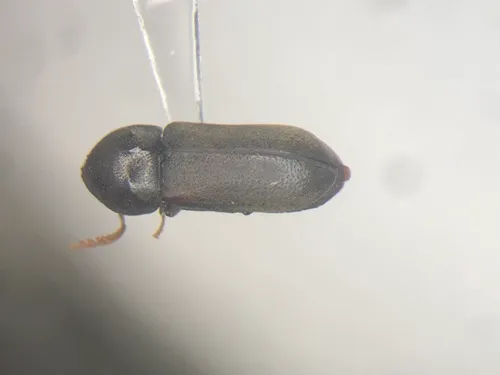 Ptilinus ruficornis