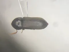Ptilinus ruficornis thumbnail 1