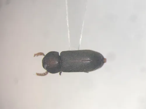 Ptilinus lobatus
