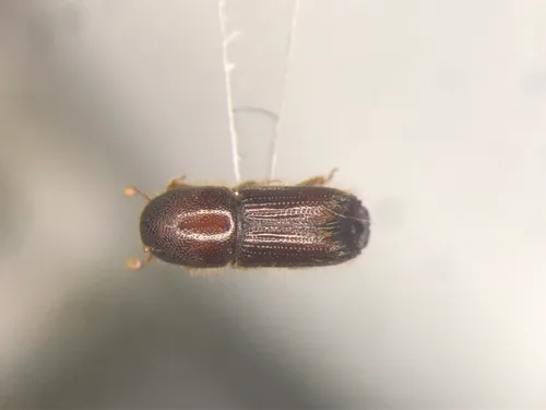 Eastern Fivespined Ips