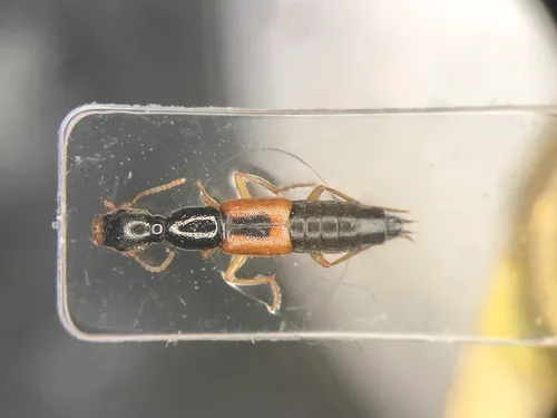 Homaeotarsus sellatus