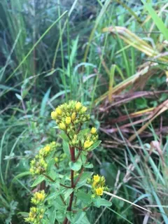 Square Stemmed Saint John's Wort thumbnail 4