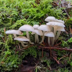 Mycena laevigata thumbnail 1