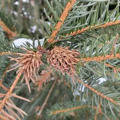Pineapple-gall Adelgid thumbnail 3