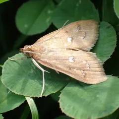 White-spotted Brown thumbnail 2