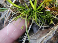 northern sedge thumbnail 2