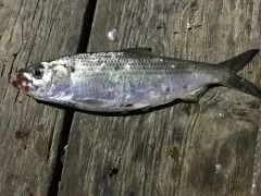 Hickory Shad thumbnail 2