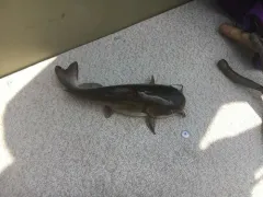 White Catfish thumbnail 3