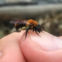 Milwaukee Mining Bee thumbnail 2