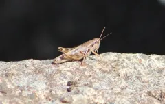 Willamette Short-wing Grasshopper thumbnail 3