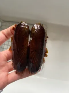 Boreal Awningclam thumbnail 2