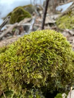 Brachythecium campestre thumbnail 2