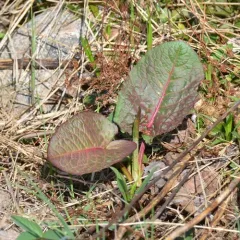 broad-leaved dock thumbnail 3
