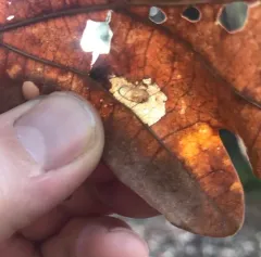 Phyllonorycter basistrigella thumbnail 3