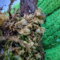 Woodsy Thyme-moss thumbnail 4