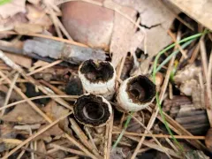 Trichoderma latizonatum thumbnail 2