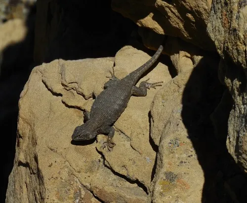 Plateau Fence Lizard