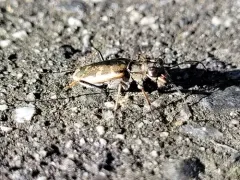 Margined Tiger Beetle thumbnail 3