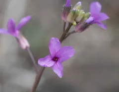 Sicklepod Rockcress thumbnail 2