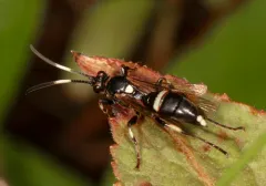 Ichneumon feriens thumbnail 2
