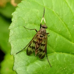 Common Snipe Fly thumbnail 2