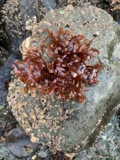 Mazzaella japonica thumbnail 3