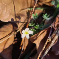 siskiyou rue-anemone thumbnail 4