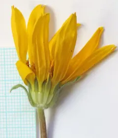 Balsamorhiza hispidula thumbnail 1
