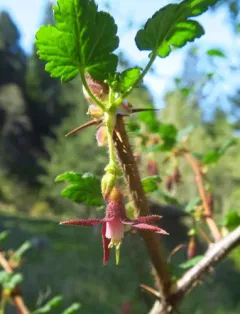 canyon gooseberry thumbnail 3