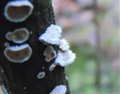 Stereum ochraceoflavum thumbnail 3