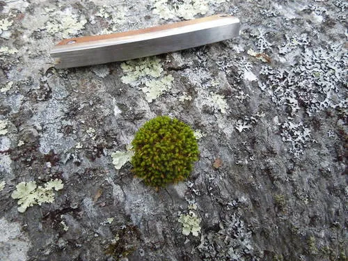 Ulota intermedia