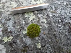 Ulota intermedia thumbnail 1