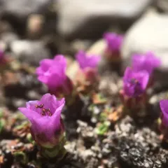 Purple Saxifrage thumbnail 2