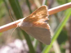 Schinia simplex thumbnail 2