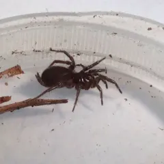 Microhexura idahoana thumbnail 1