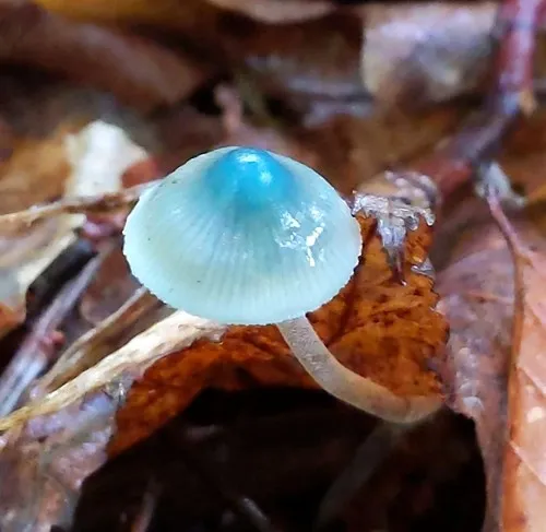 Mycena subcaerulea