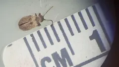 Australian Spider Beetle thumbnail 2
