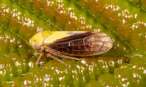 Oncopsis flavidorsum