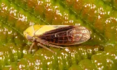 Oncopsis flavidorsum thumbnail 1