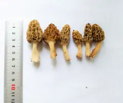 Tulip Morel thumbnail 2