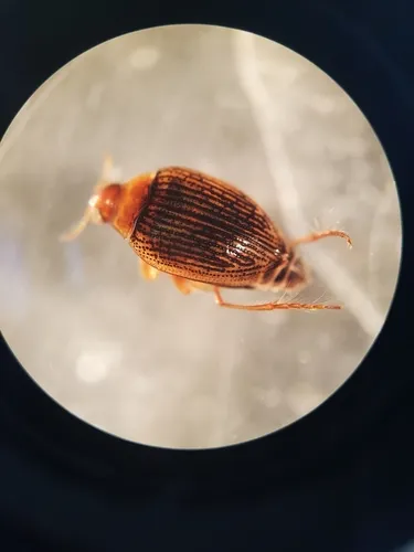 Haliplus stagninus