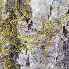 Pylaisia selwynii thumbnail 4