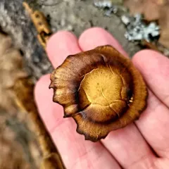 Winter polypore thumbnail 1