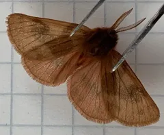 Bean's Tiger Moth thumbnail 2