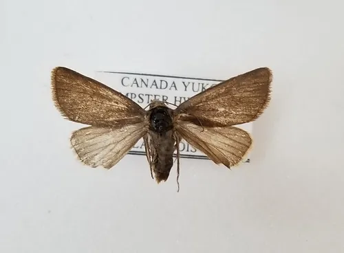 Feltia woodiana