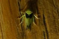 Macropsis osborni thumbnail 2