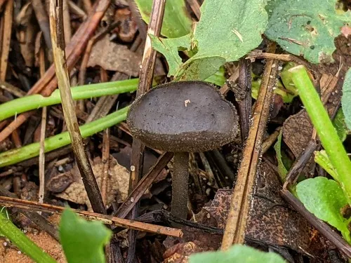 Helvella cupuliformis
