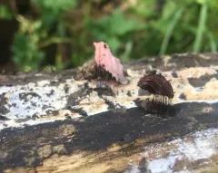 Dark-brown Wood-hair thumbnail 2